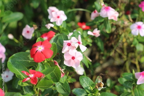 Obraz pink and white flowers