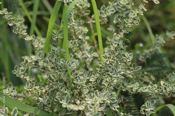 Obraz dew on the grass