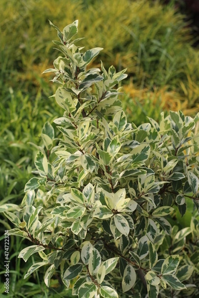 Obraz rosemary on the ground