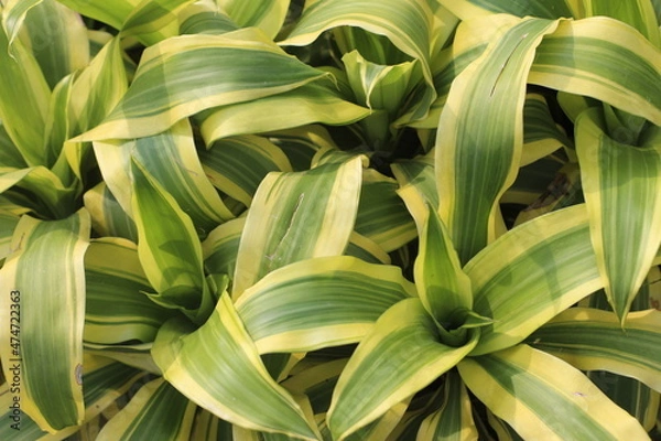 Obraz yellow and green