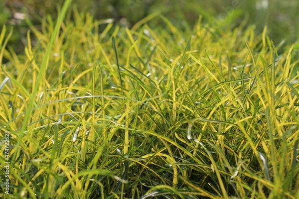 Obraz green grass background