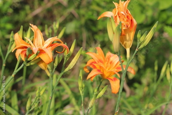 Obraz orange tiger lily