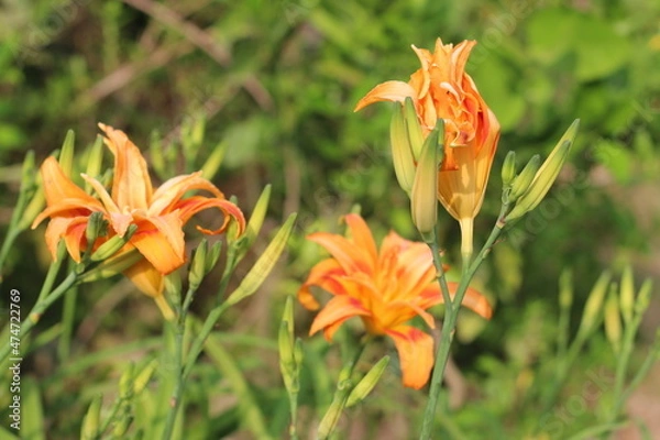 Obraz orange lily in the garden
