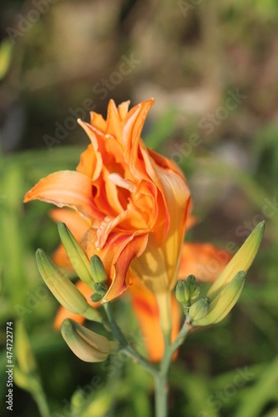 Obraz orange lily flower