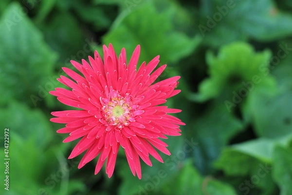 Obraz red dahlia flower