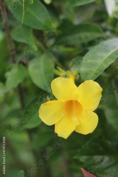 Obraz yellow flowers