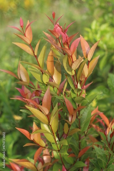 Obraz red and yellow leaves