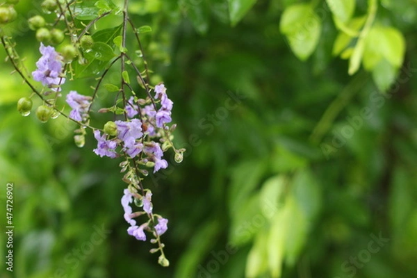 Obraz forget me not flowers