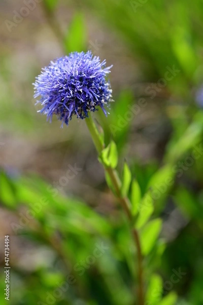 Fototapeta Kugelblume