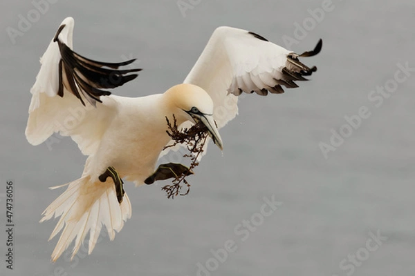 Obraz Northern Gannet