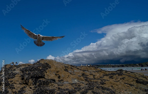 Obraz Cornwall coast