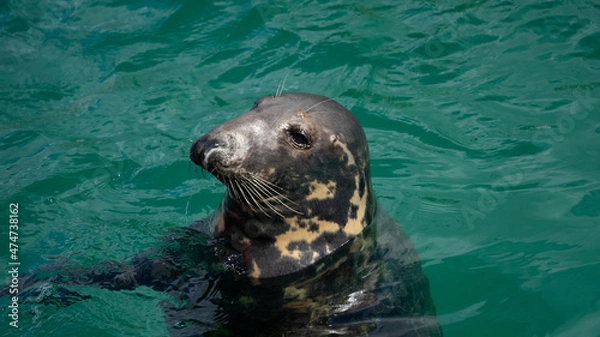 Obraz Cornwall coast