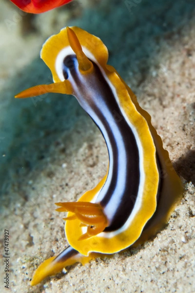 Obraz Pyjama chromodoris