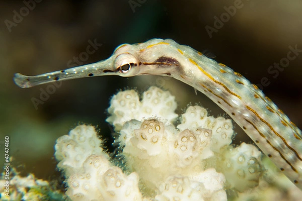 Fototapeta Schultz's pipefish (Corythoichthys schultzi)