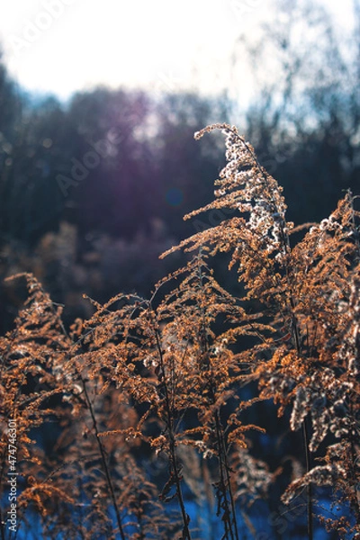 Obraz Dried flowers in winter. Background image with flowers. The texture of the inflorescences.
