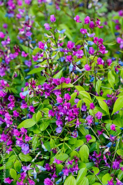 Fototapeta Beautiful flowers of Lathyrus Vernus (Spring Vetchling or Spring Pea)