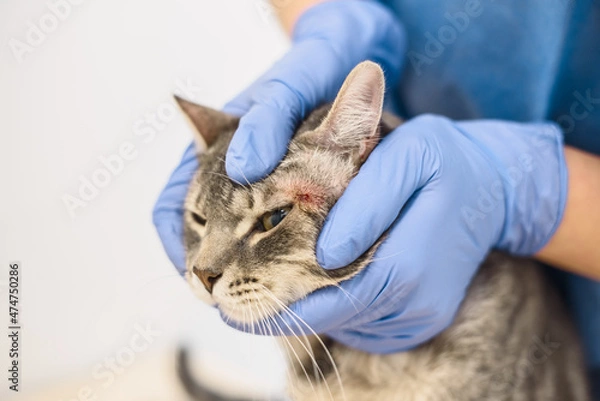 Obraz Veterinarian doctor is examining the skin disease of a cat