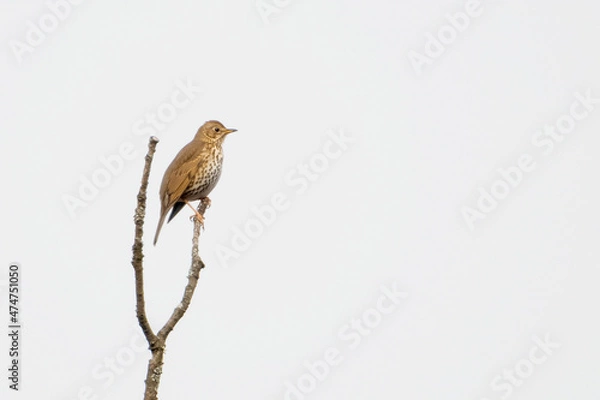 Fototapeta bird squeak