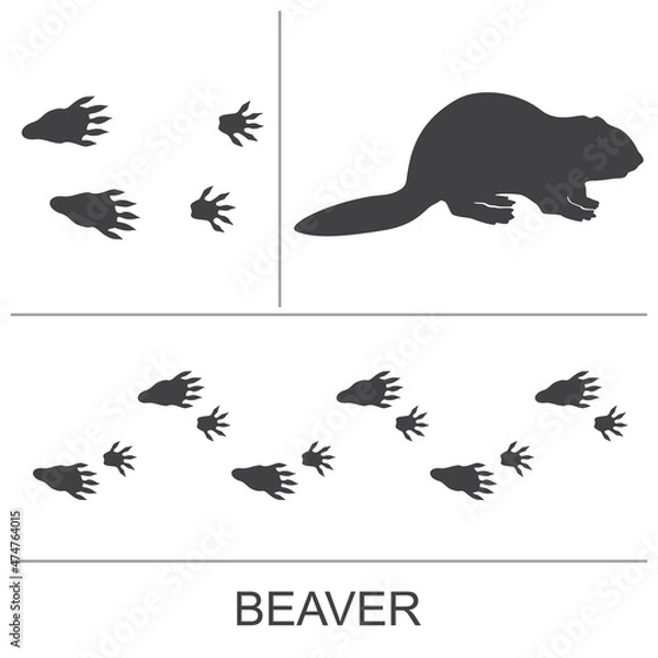 Fototapeta Silhouette of a beaver and prints of the hind and fore paws. Vector illustration on a white background.