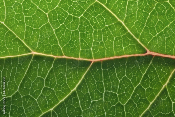 Fototapeta Green leaf macro backgroud texture close up