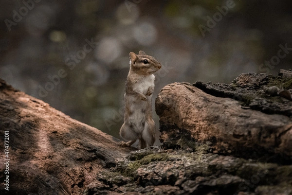 Obraz Chipmunk