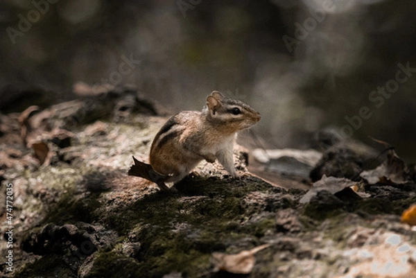 Obraz Chipmunk