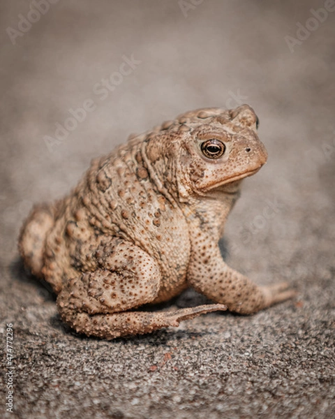 Obraz frog on the ground