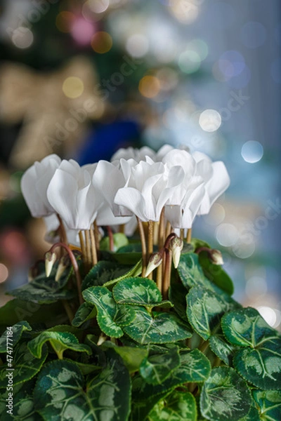 Fototapeta White flower cyclamen white flower and Christmas background with bokeh. Shallow depth of field. Close-up.
