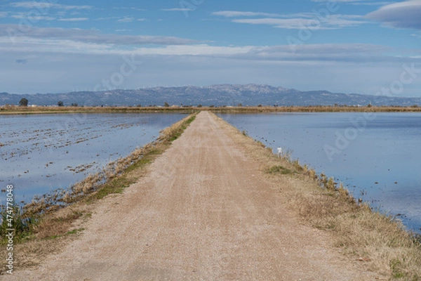 Obraz path inbetween two flooded rice fields  - Delta del Ebro, Catalonia