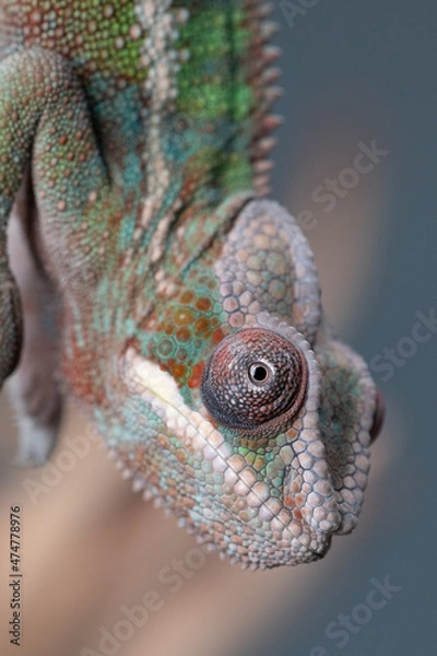 Fototapeta Chameleon upside down face close up 