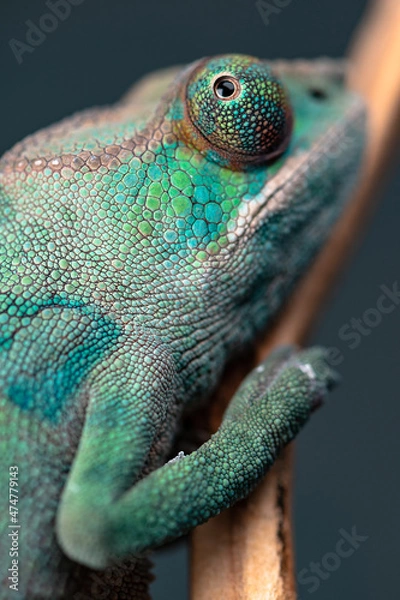 Fototapeta Chameleon Close Up 2