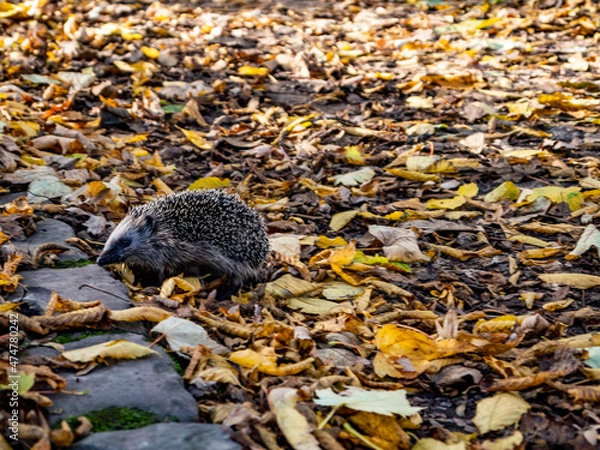 Fototapeta Düsseldorf, Germany, 7 November 2021. A hedgehog making its way through the autumn leaves in Düsseldorf's Volksgarten park.