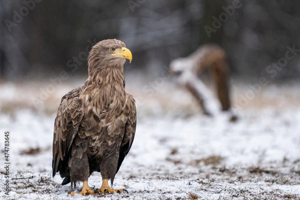 Fototapeta Bielik (white tailed eagle)