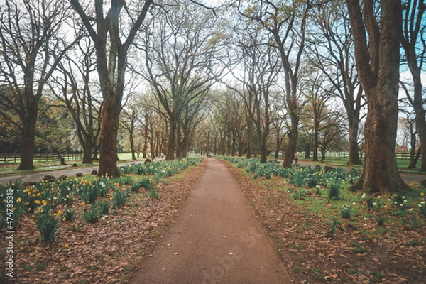 Fototapeta path in the forest