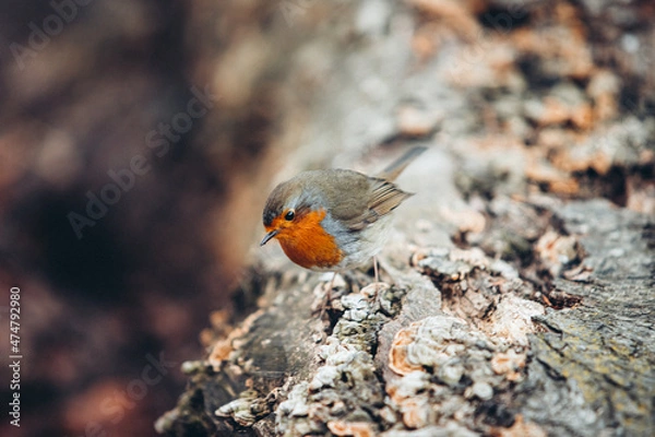 Obraz Pájaro pequeño 