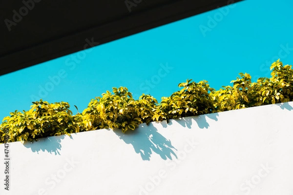 Obraz Greenery on a white stone wall 