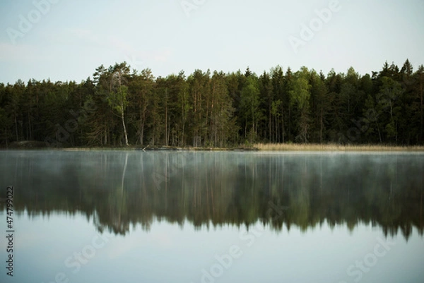 Obraz Forest by a lake 