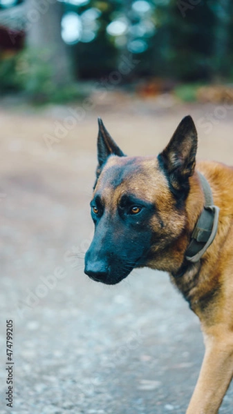 Obraz belgian Malinois looking to the forest