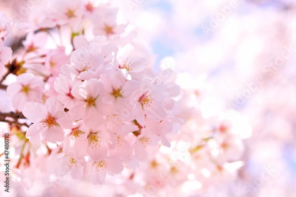 Obraz 桜