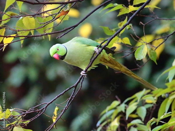 Obraz 緑の美しいインコ、ワカケホンセイインコ