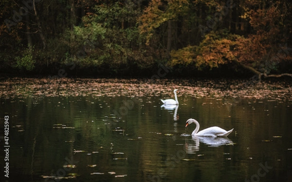 Obraz Schwan im Herbst