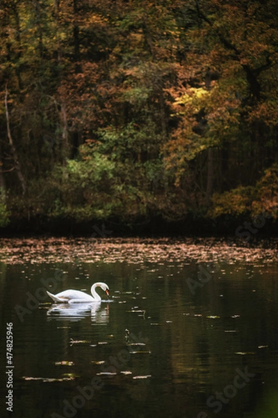 Obraz Schwan im Herbst