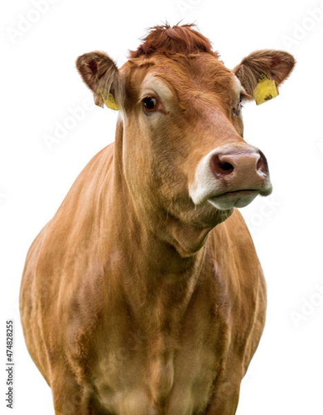 Obraz cow on a white background isolated