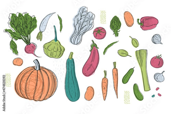Fototapeta Sketch vegetables. Vector  illustration