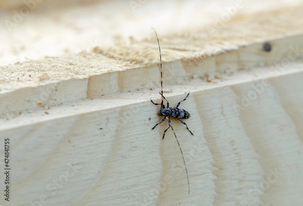 Obraz Asian Long-horned Beetle, close-up
