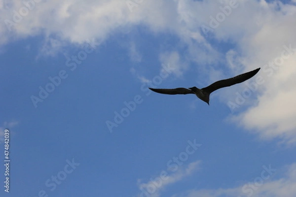 Obraz  Soaring flying seagull