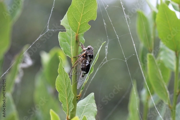 Obraz Cicada on a branch close-up
