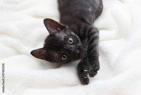 Obraz A black cat lies on a light background
