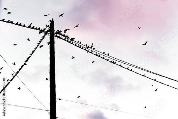 Obraz Birds are sitting on electric wires; the shape of a cross against the sky