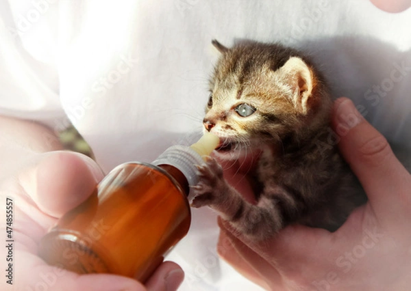Obraz Feeding a small kitten from a bottle with a pacifier, feeding animals
